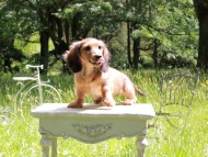 Miniature_Dachshund_9894