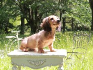 Miniature_Dachshund_9897