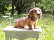 Miniature_Dachshund_9904 Miniature_Dachshund_9904