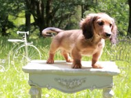 Miniature_Dachshund_9908