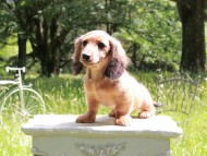 Miniature_Dachshund_9913 Miniature_Dachshund_9913