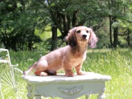 Miniature_Dachshund_9925
