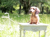 Miniature_Dachshund_9927