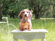 Miniature_Dachshund_9943