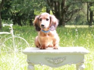 Miniature_Dachshund_9946