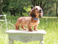 Miniature_Dachshund_9955