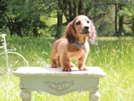 Miniature_Dachshund_9957