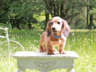 Miniature_Dachshund_9958