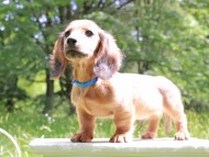 Miniature_Dachshund_9971 Miniature_Dachshund_9971