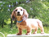 Miniature_Dachshund_9972 Miniature_Dachshund_9972