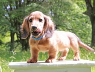 Miniature_Dachshund_9975 Miniature_Dachshund_9975