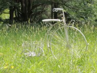 Miniature_Dachshund_9976 Miniature_Dachshund_9976