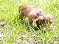 Miniature_Dachshund_9979