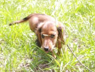 Miniature_Dachshund_9980