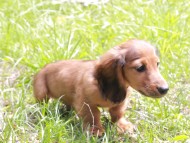 Miniature_Dachshund_9981