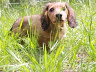 Miniature_Dachshund_9987