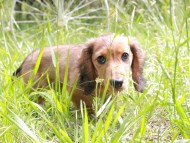 Miniature_Dachshund_9988 Miniature_Dachshund_9988