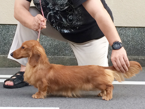 ミニチュアダックス GRAEDON SIMLY IRRESISTABLE CN. サリーアン（SALLY ANN）