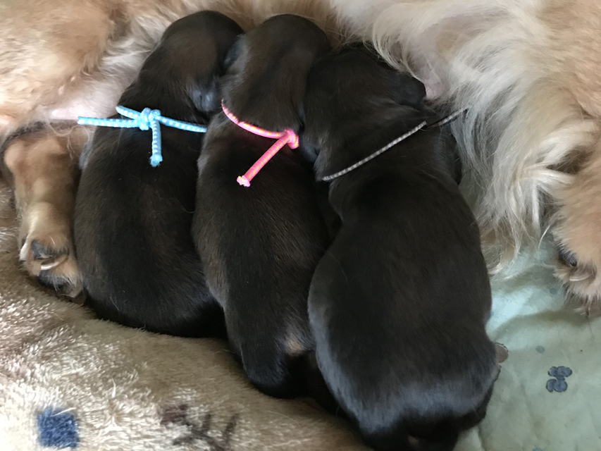 カニンヘンダックスフンド シュガーhp　7/27出産しました