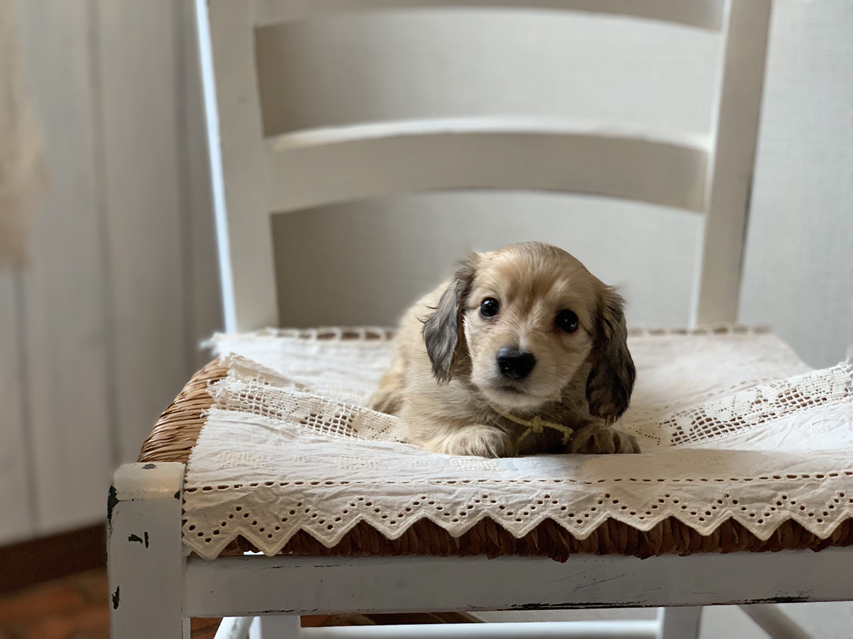 カニンヘン ダックスフンド コットン & スカッシュの子犬 イエロー（クリーム） 男の子（2）