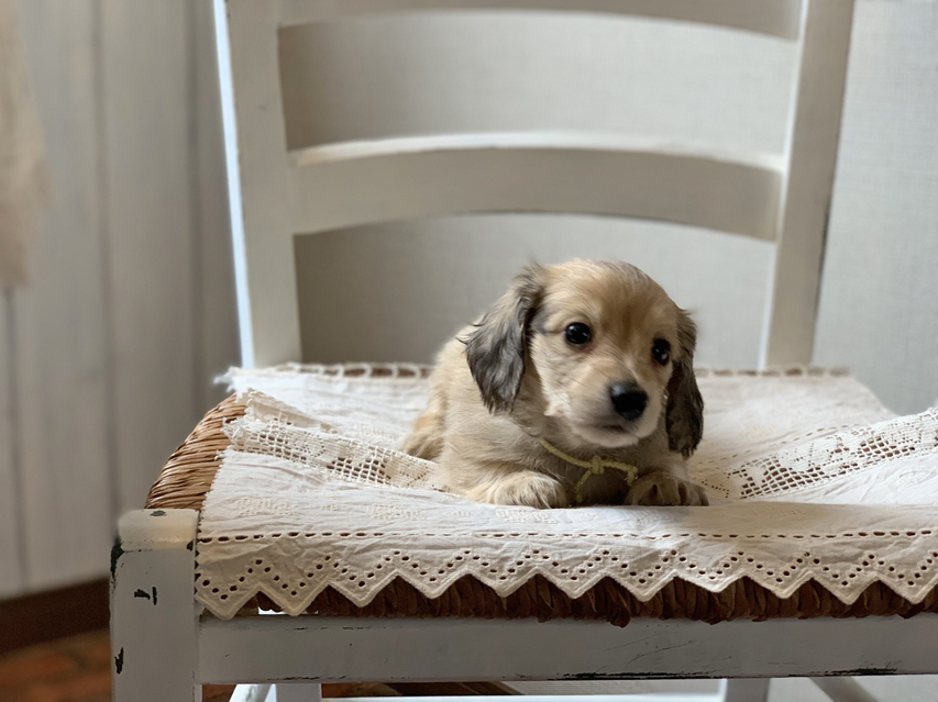 カニンヘン ダックスフンド コットン & スカッシュの子犬 イエロー（クリーム） 男の子（2）