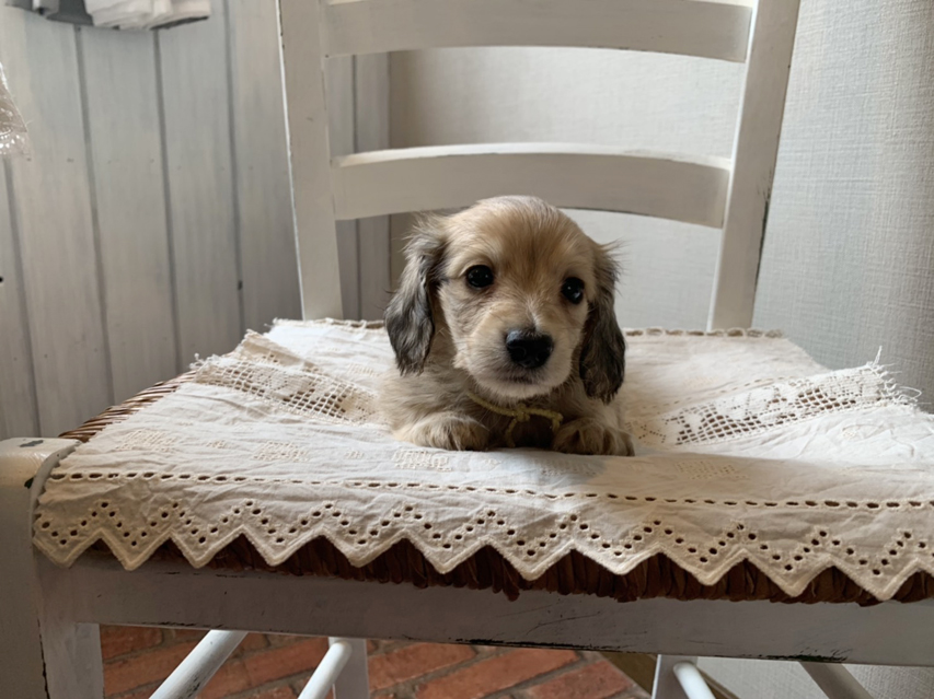 カニンヘン ダックスフンド コットン & スカッシュの子犬 イエロー（クリーム） 男の子（2）