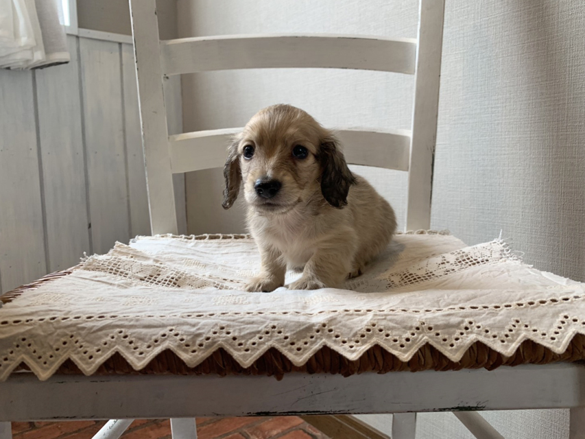 カニンヘン ダックスフンド コットン & スカッシュの子犬 イエロー(クリーム) 男の子(3)S__68780050 カニンヘン ダックスフンド コットン & スカッシュの子犬 イエロー(クリーム) 男の子(3)