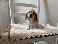 S__68780051 S__68780051