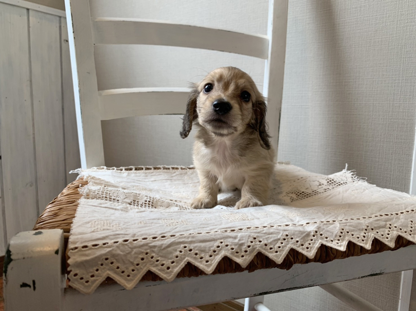 カニンヘン ダックスフンド コットン & スカッシュの子犬 イエロー(クリーム) 男の子(3)S__68780051 カニンヘン ダックスフンド コットン & スカッシュの子犬 イエロー(クリーム) 男の子(3)