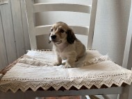 S__68780053 S__68780053