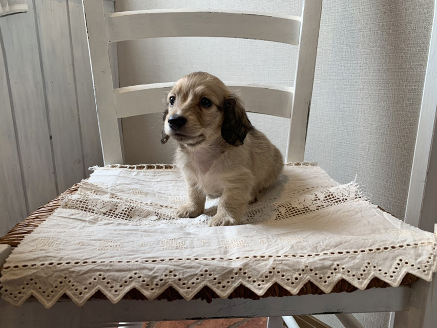 カニンヘン ダックスフンド コットン & スカッシュの子犬 イエロー(クリーム) 男の子(3)S__68780053 カニンヘン ダックスフンド コットン & スカッシュの子犬 イエロー(クリーム) 男の子(3)