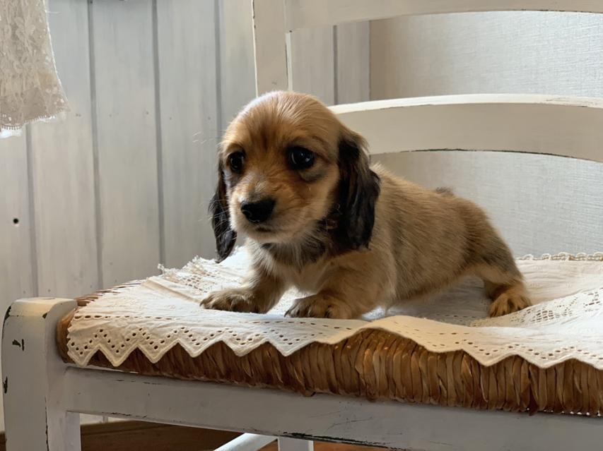 カニンヘン ダックスフンド ひな & 竹千代の子犬 レッド 女の子S__68780057 カニンヘン ダックスフンド ひな & 竹千代の子犬 レッド 女の子