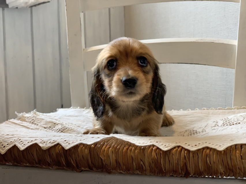 カニンヘン ダックスフンド ひな & 竹千代の子犬 レッド 女の子S__68780059 カニンヘン ダックスフンド ひな & 竹千代の子犬 レッド 女の子