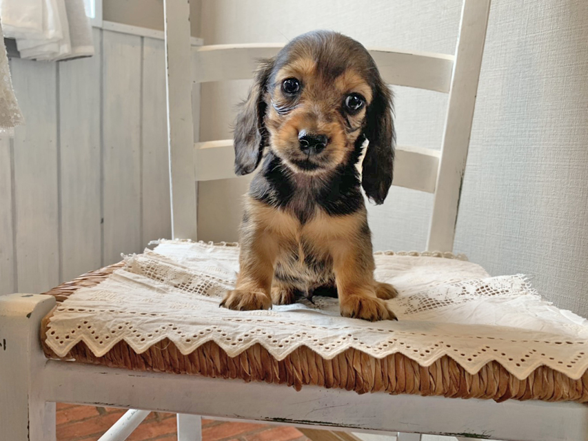 カニンヘン ダックスフンド こなゆき & ジムダンディの子犬 レッド 男の子
