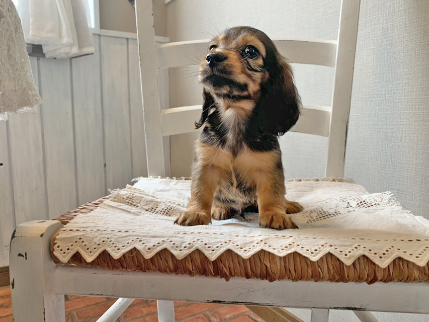 カニンヘン ダックスフンド こなゆき & ジムダンディの子犬 レッド 男の子