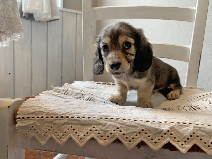 カニンヘン ダックスフンド こなゆき & ジムダンディの子犬 イエロー(クリーム) 男の子S__68780069 カニンヘン ダックスフンド こなゆき & ジムダンディの子犬 イエロー(クリーム) 男の子