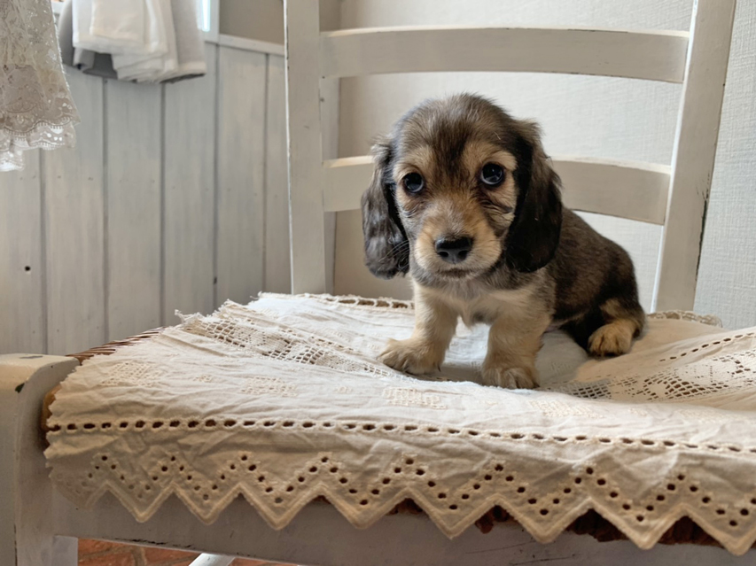 カニンヘン ダックスフンド こなゆき & ジムダンディの子犬 イエロー(クリーム) 男の子S__68780070 カニンヘン ダックスフンド こなゆき & ジムダンディの子犬 イエロー(クリーム) 男の子