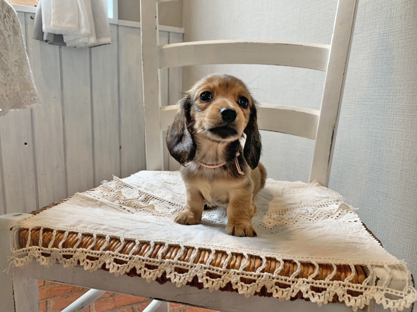 カニンヘン ダックスフンド こなゆき & ジムダンディの子犬 レッド 女の子(1)S__68780074 カニンヘン ダックスフンド こなゆき & ジムダンディの子犬 レッド 女の子(1)