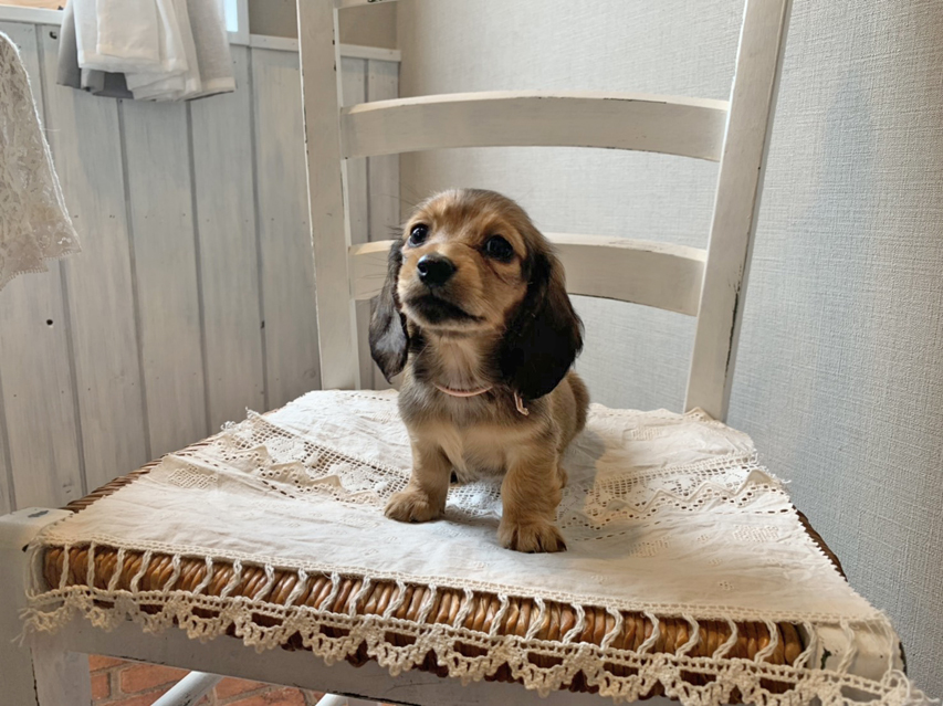 カニンヘン ダックスフンド こなゆき & ジムダンディの子犬 レッド 女の子(1)S__68780075 カニンヘン ダックスフンド こなゆき & ジムダンディの子犬 レッド 女の子(1)