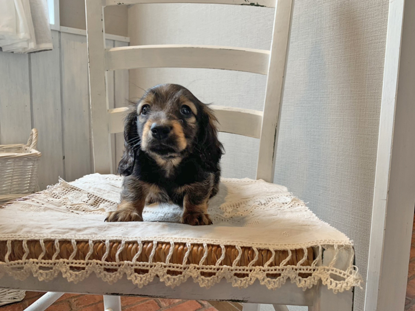 カニンヘン ダックスフンド オーロラ & ロックスの子犬 レッド 男の子S__68780086 カニンヘン ダックスフンド オーロラ & ロックスの子犬 レッド 男の子