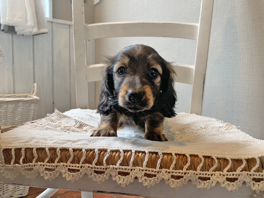 カニンヘン ダックスフンド オーロラ & ロックスの子犬 レッド 男の子S__68780087 カニンヘン ダックスフンド オーロラ & ロックスの子犬 レッド 男の子