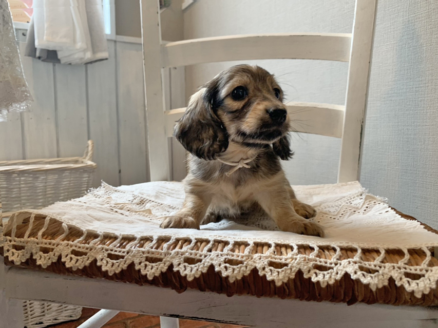 カニンヘン ダックスフンド オーロラ & ロックスの子犬 イエロー(クリーム) 女の子(1)S__68780096 カニンヘン ダックスフンド オーロラ & ロックスの子犬 イエロー(クリーム) 女の子(1)