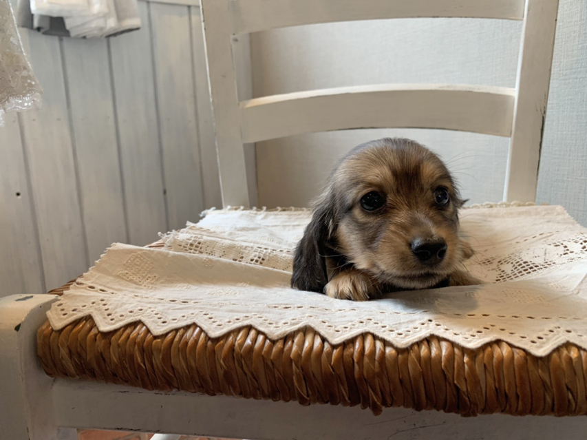 カニンヘン ダックスフンド ひな & 竹千代の子犬 イエロー(クリーム) 女の子S__68788241 カニンヘン ダックスフンド ひな & 竹千代の子犬 イエロー(クリーム) 女の子