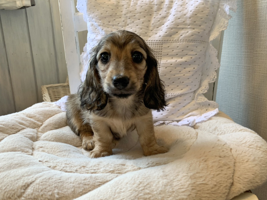 カニンヘン ダックスフンド オーロラ & ロックスの子犬 イエロー（クリーム） 女の子（1）