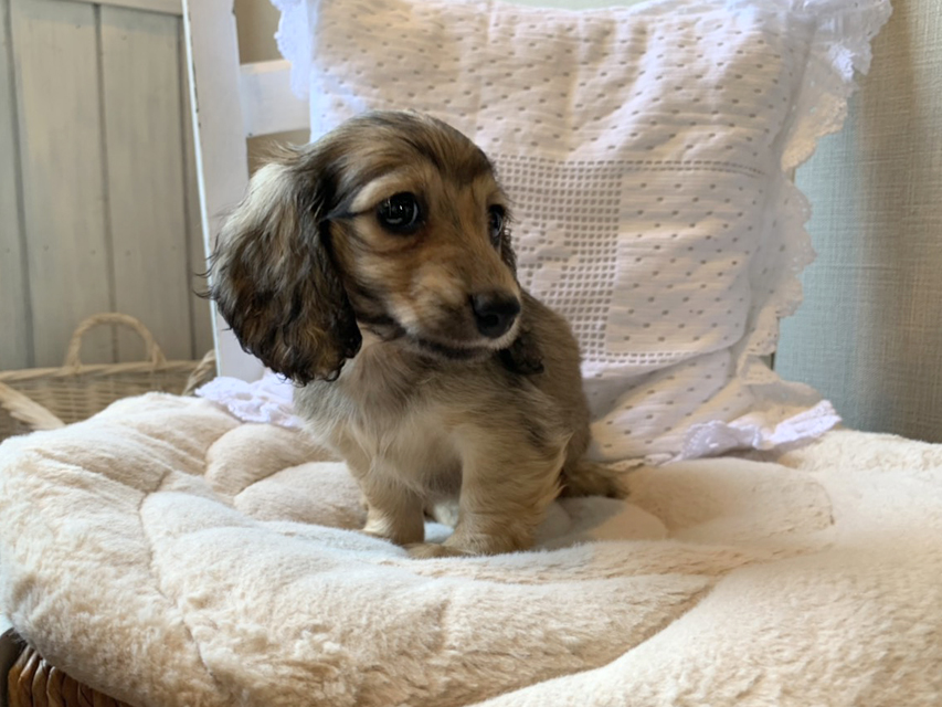 カニンヘン ダックスフンド オーロラ & ロックスの子犬 イエロー(クリーム) 女の子(2)S__69042186 カニンヘン ダックスフンド オーロラ & ロックスの子犬 イエロー(クリーム) 女の子(2)