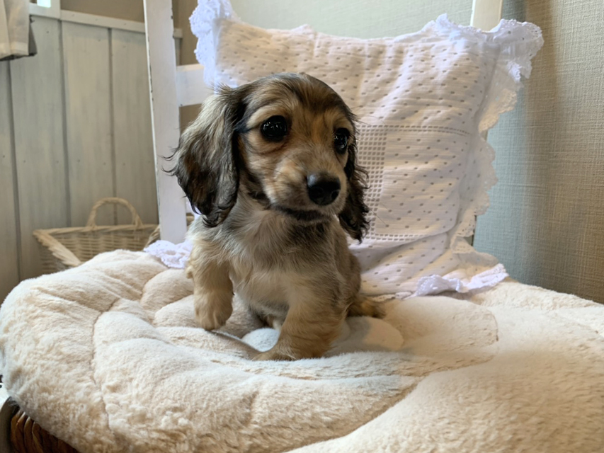 カニンヘン ダックスフンド オーロラ & ロックスの子犬 イエロー(クリーム) 女の子(2)S__69042187 カニンヘン ダックスフンド オーロラ & ロックスの子犬 イエロー(クリーム) 女の子(2)