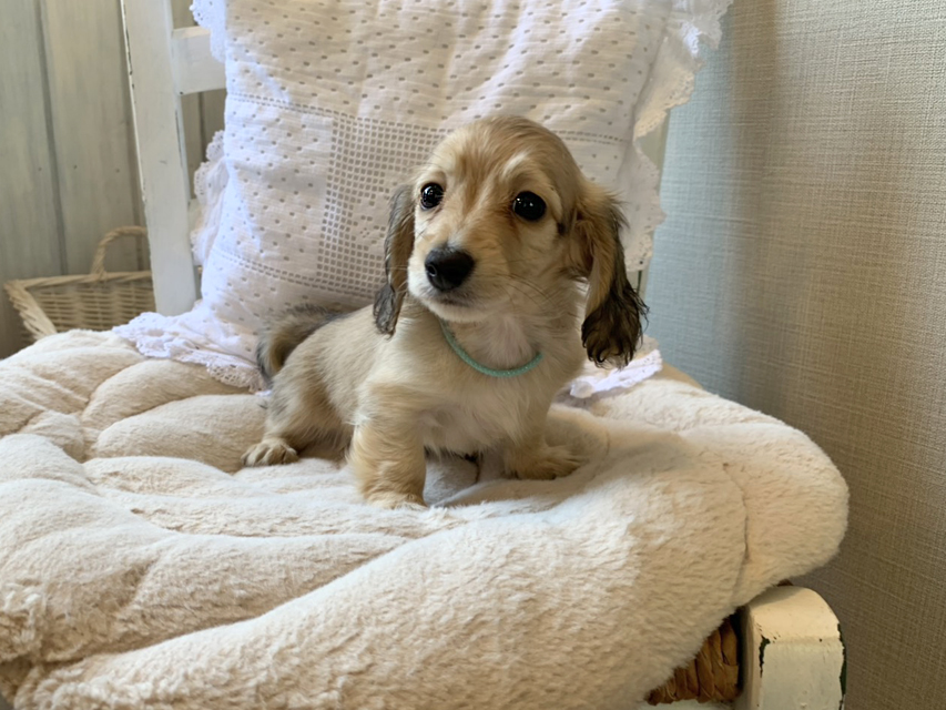 カニンヘン ダックスフンド コットン & スカッシュの子犬 イエロー(クリーム) 男の子(1)S__69042191 カニンヘン ダックスフンド コットン & スカッシュの子犬 イエロー(クリーム) 男の子(1)