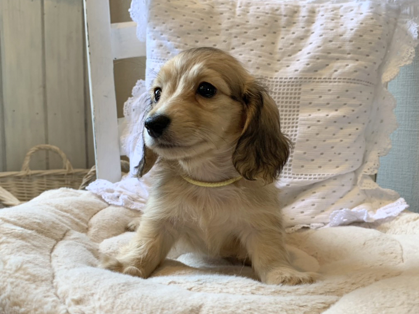 カニンヘン ダックスフンド コットン & スカッシュの子犬 イエロー(クリーム) 男の子(2)S__69042197 カニンヘン ダックスフンド コットン & スカッシュの子犬 イエロー(クリーム) 男の子(2)