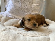 S__69042213 S__69042213