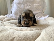 S__69042228 S__69042228